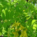 Caragana microphylla fleur P1C